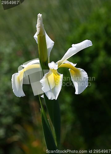 Image of Yellow Iris