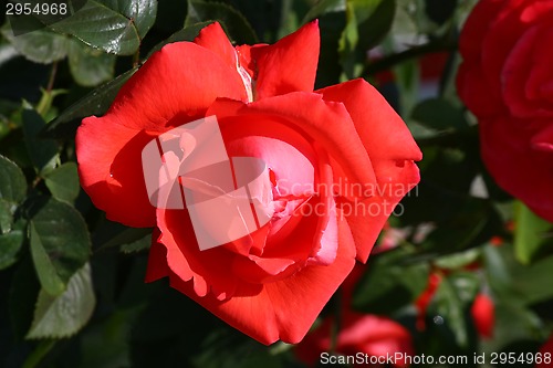 Image of Red rose