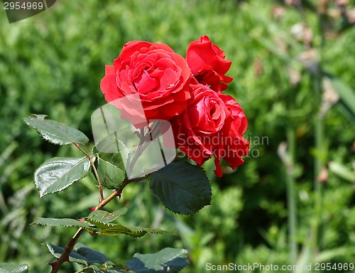 Image of Red rose