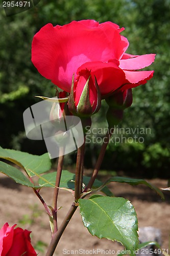 Image of Red rose