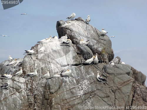 Image of bird sanctuary at Seven Islands