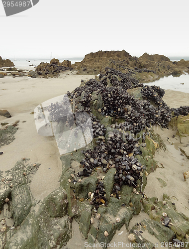 Image of rock and clams