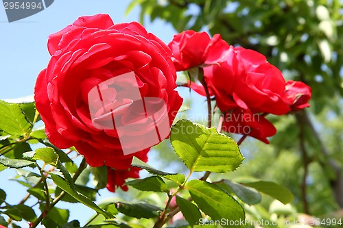 Image of Red rose