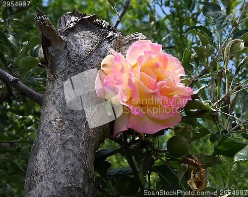 Image of Yellow and pink rose 