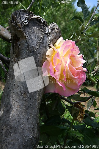 Image of Yellow and pink rose