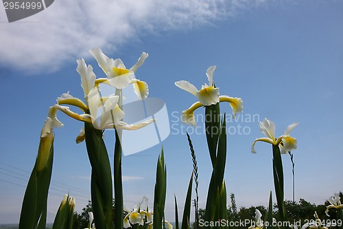 Image of Yellow Iris