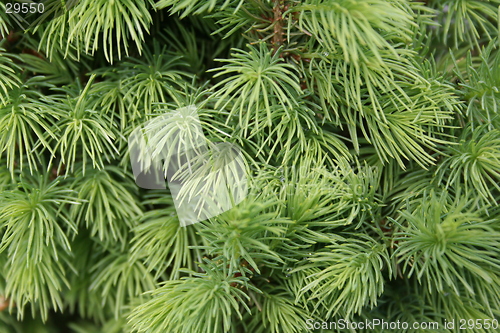 Image of Canadian fir tee background