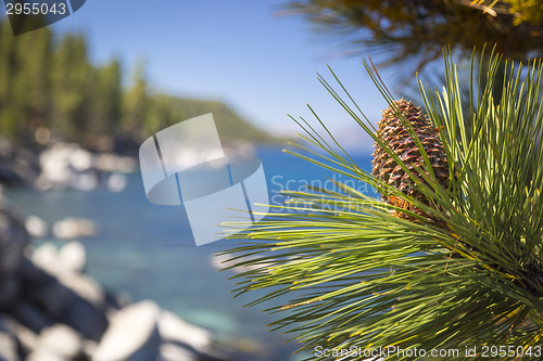 Image of Beautiful Pine Cone on Tree Near Lake Shore