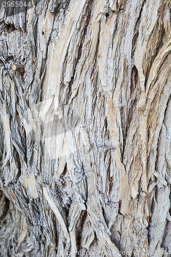 Image of Aged Wood Texture on Old Tree