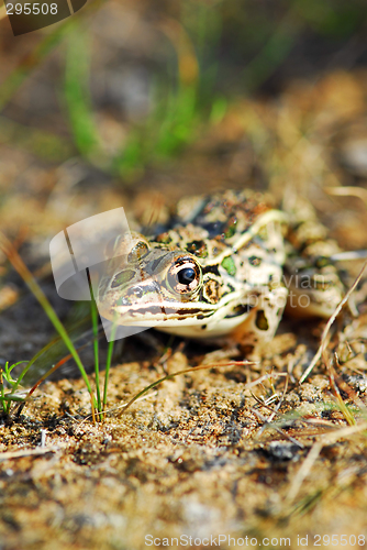 Image of Frog