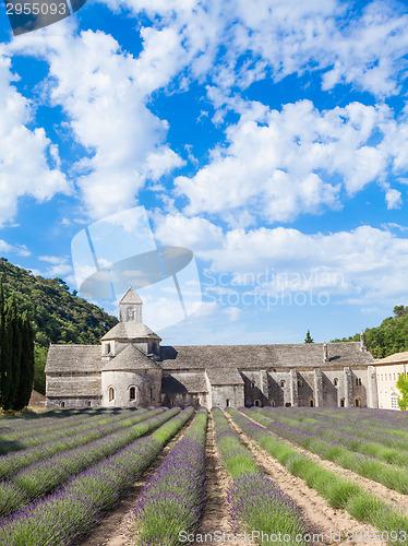 Image of Lavander field