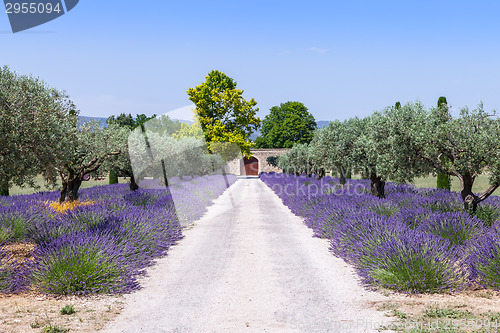 Image of Lavander garden