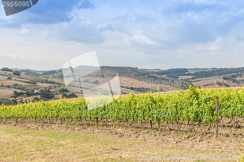Image of Tuscan wineyard