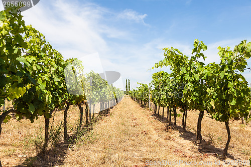 Image of Provence vineyard