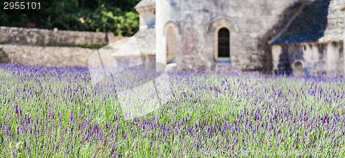 Image of Lavander field