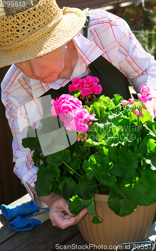 Image of Senior woman gardening