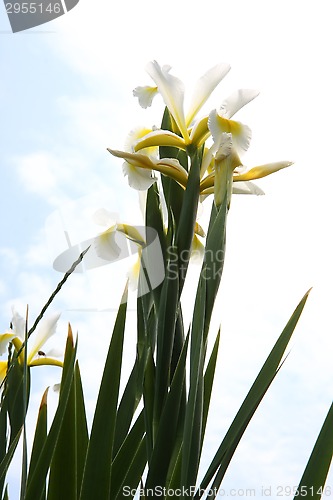 Image of Yellow Iris