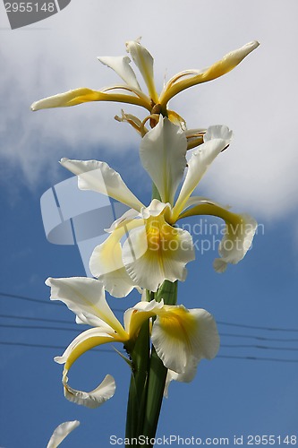 Image of Yellow Iris