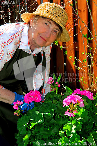 Image of Senior woman gardening