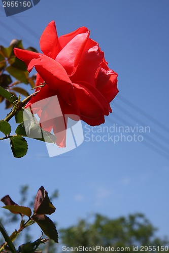 Image of Red rose