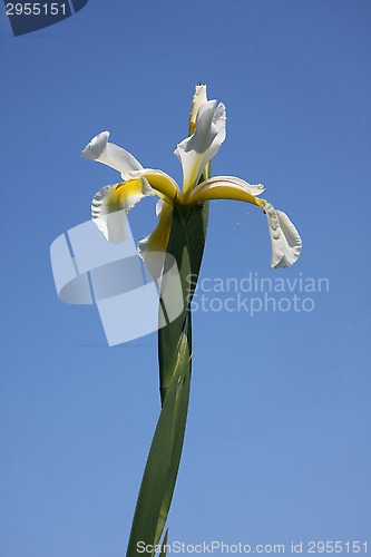 Image of Yellow Iris