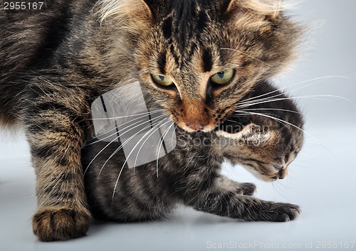 Image of adorable newborn kitten with mother