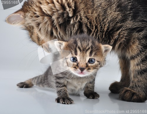 Image of adorable newborn kitten with mother