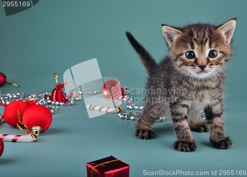 Image of Christmas group portrait of kitten