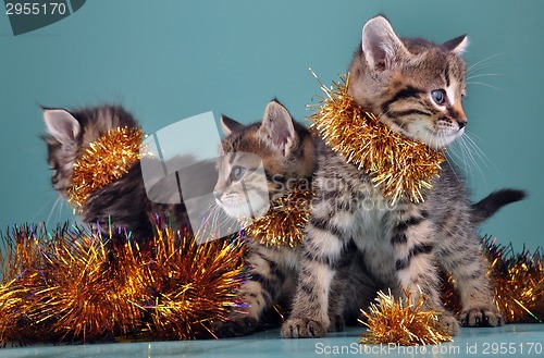 Image of Christmas group portrait of kittens