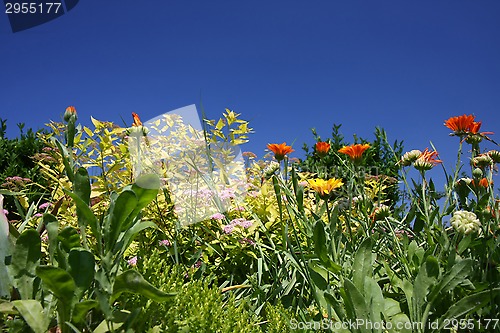 Image of Marigold