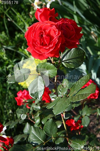 Image of Red rose