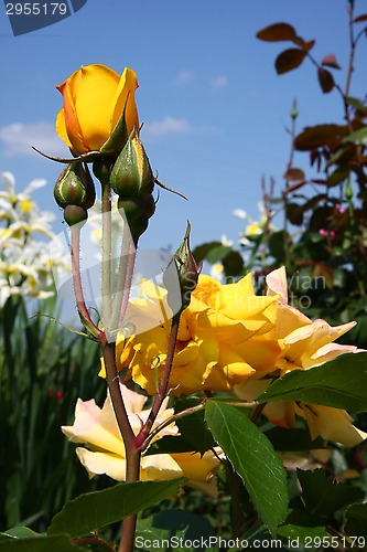 Image of Yellow rose