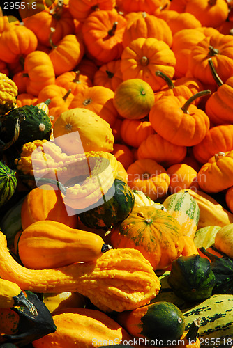 Image of Pumpkins and gourds