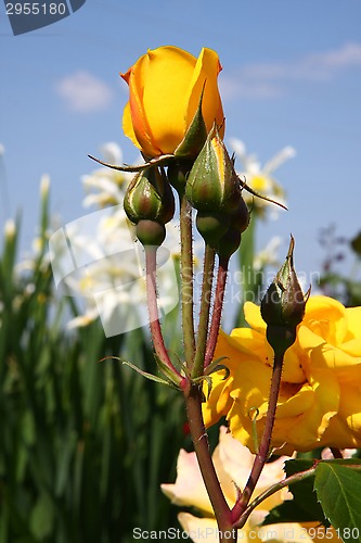 Image of Yellow rose