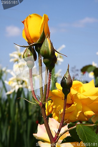 Image of Yellow rose