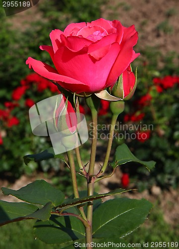 Image of Red rose