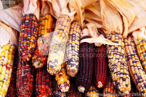 Image of Indian corn