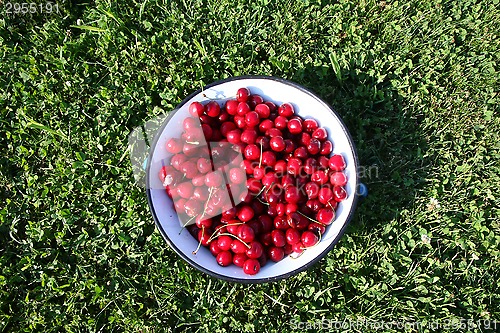 Image of Cherry