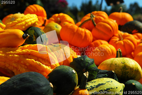 Image of Pumpkins and gourds