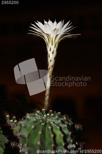 Image of Cactus flower