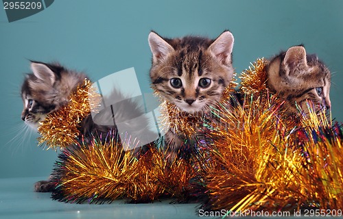 Image of Christmas group portrait of kittens