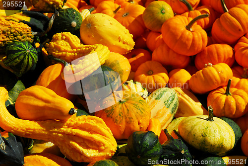 Image of Pumpkins and gourds