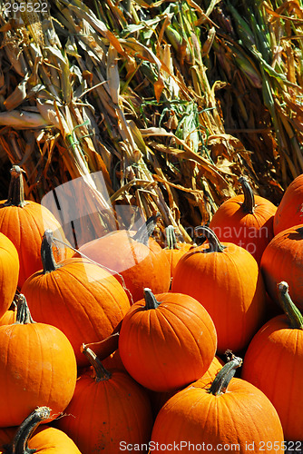 Image of Pumpkins