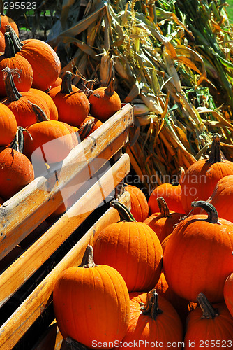 Image of Pumpkins