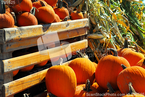 Image of Pumpkins