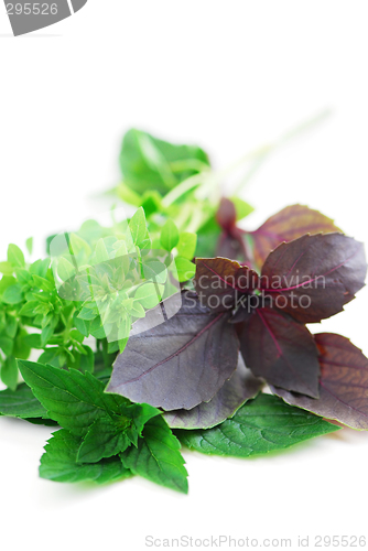 Image of Assorted basil herbs