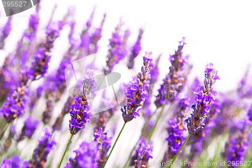 Image of Lavender background