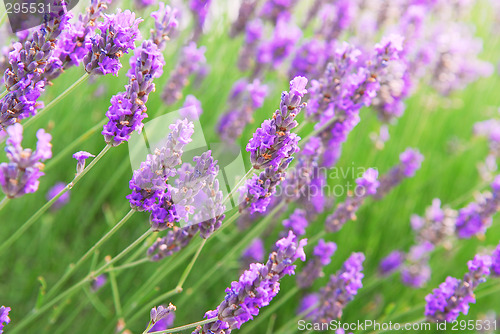 Image of Lavender