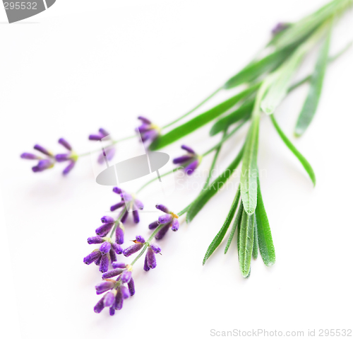 Image of Lavender