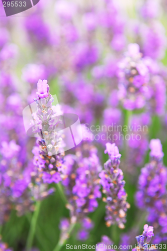 Image of Lavender